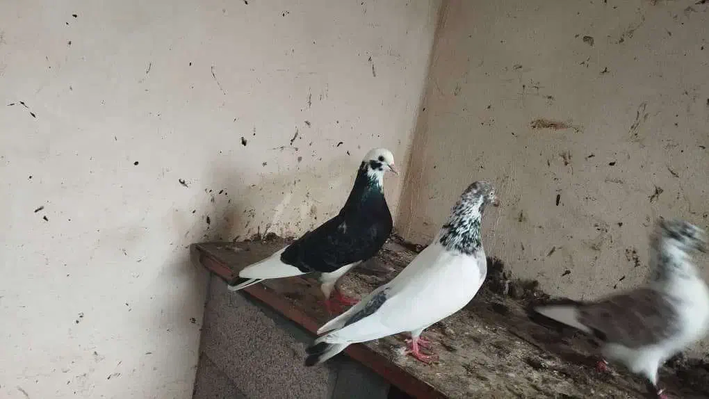 فروش کبوتر شازده|پرنده|نوشهر, |دیوار