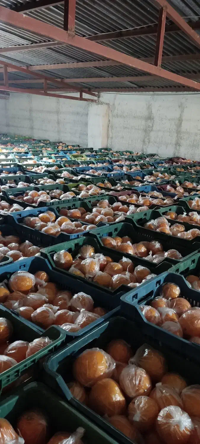 60تن پرتقال تامسون انباری فوق العاده|حراج|قائم‌شهر, |دیوار