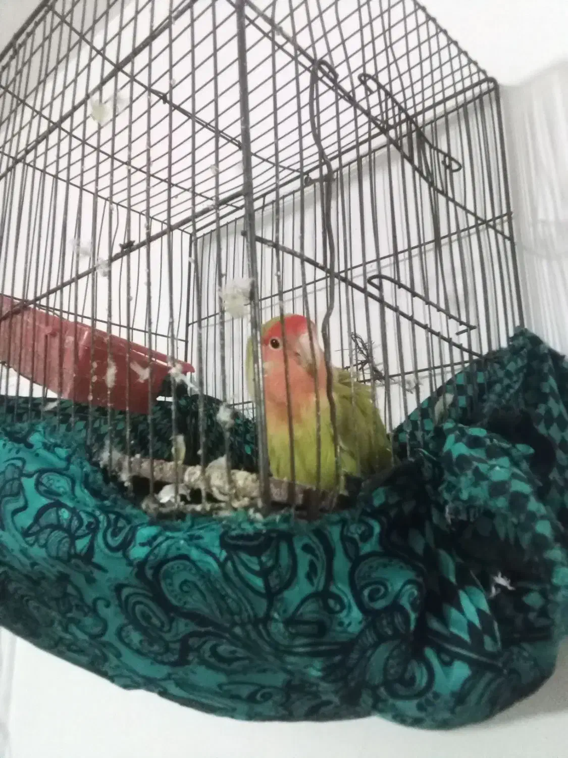 کوتوله، عروس، مرغ عشق|پرنده|تربت‌حیدریه, ده پائین|دیوار