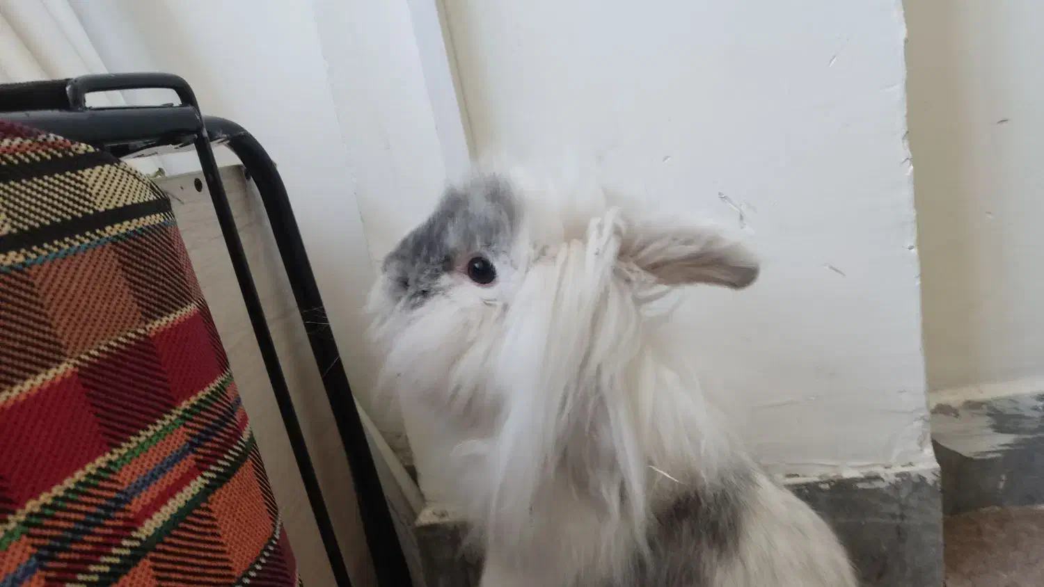 خرگوش لپو|موش و خرگوش|کرمانشاه, |دیوار