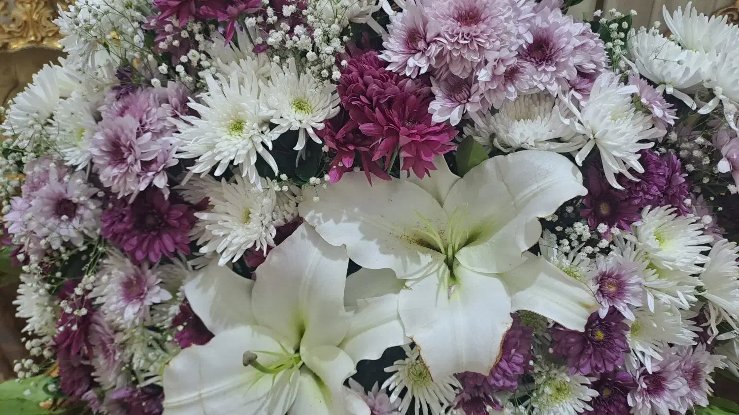 گل یک روزه|گل و گیاه طبیعی|تبریز, |دیوار