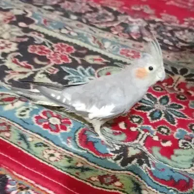 عروس ماده|پرنده|خرمشهر, |دیوار