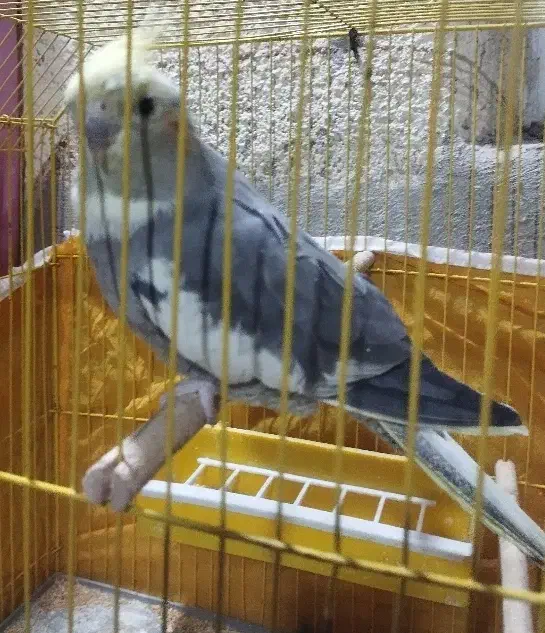 عروس ماده|پرنده|بندر ماهشهر, |دیوار