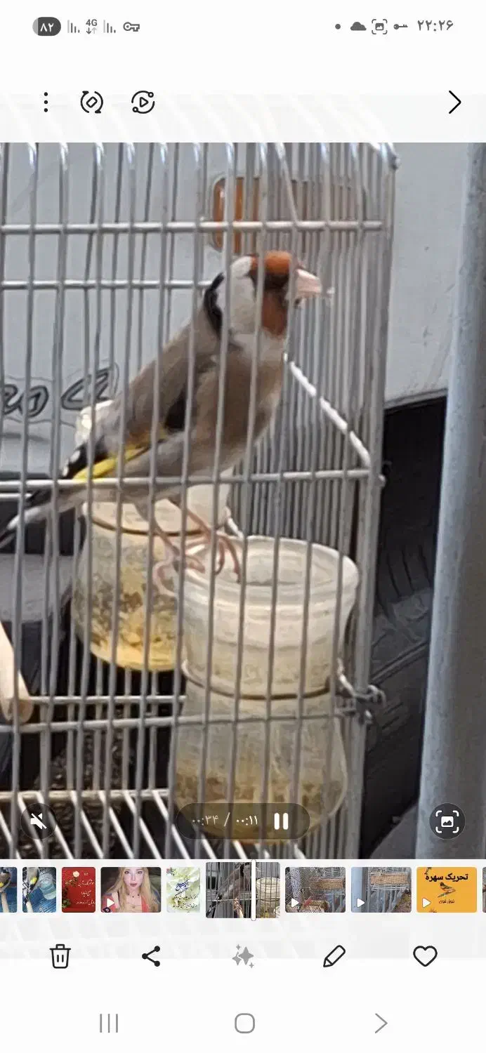 سهره شرور|پرنده|شیراز, محراب|دیوار