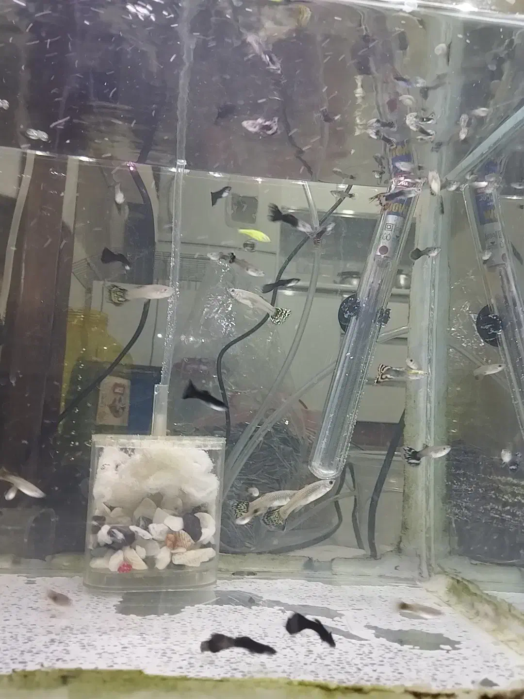 ماهی گوپی|ماهی|مرودشت, مختارآباد|دیوار