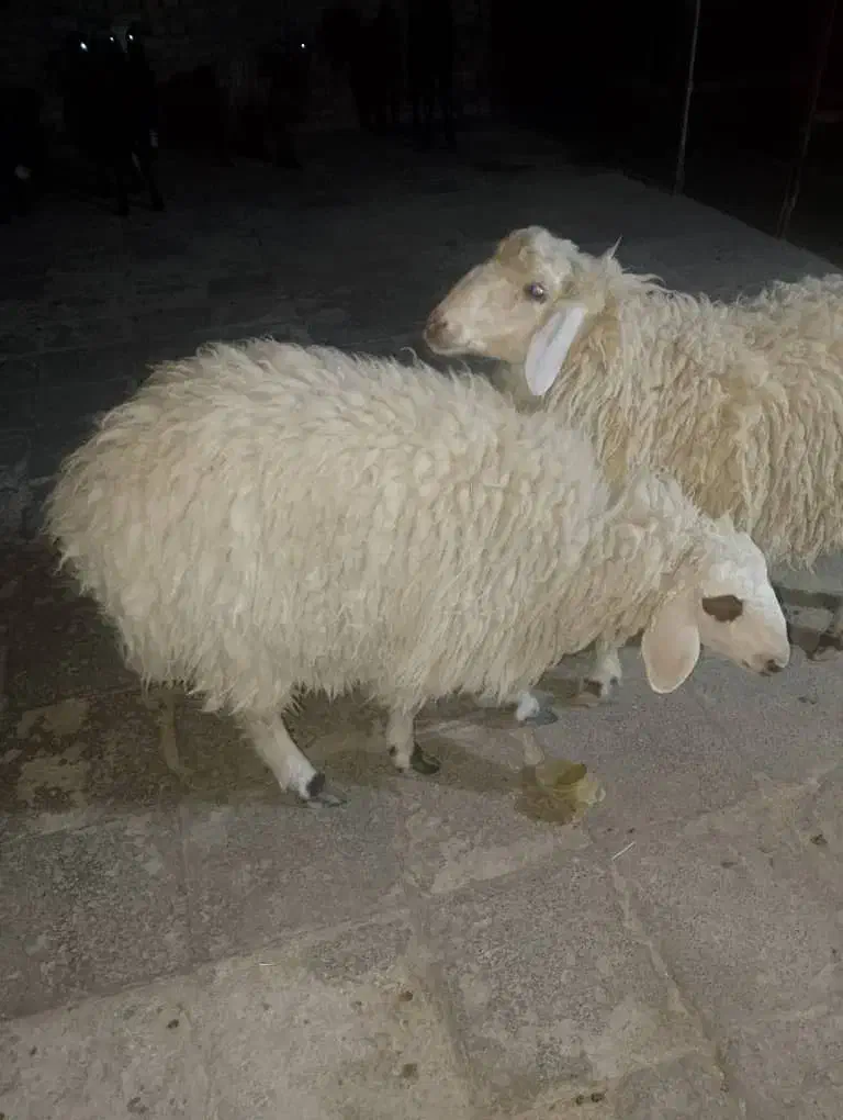 خرید|حیوانات مزرعه|خاش, |دیوار