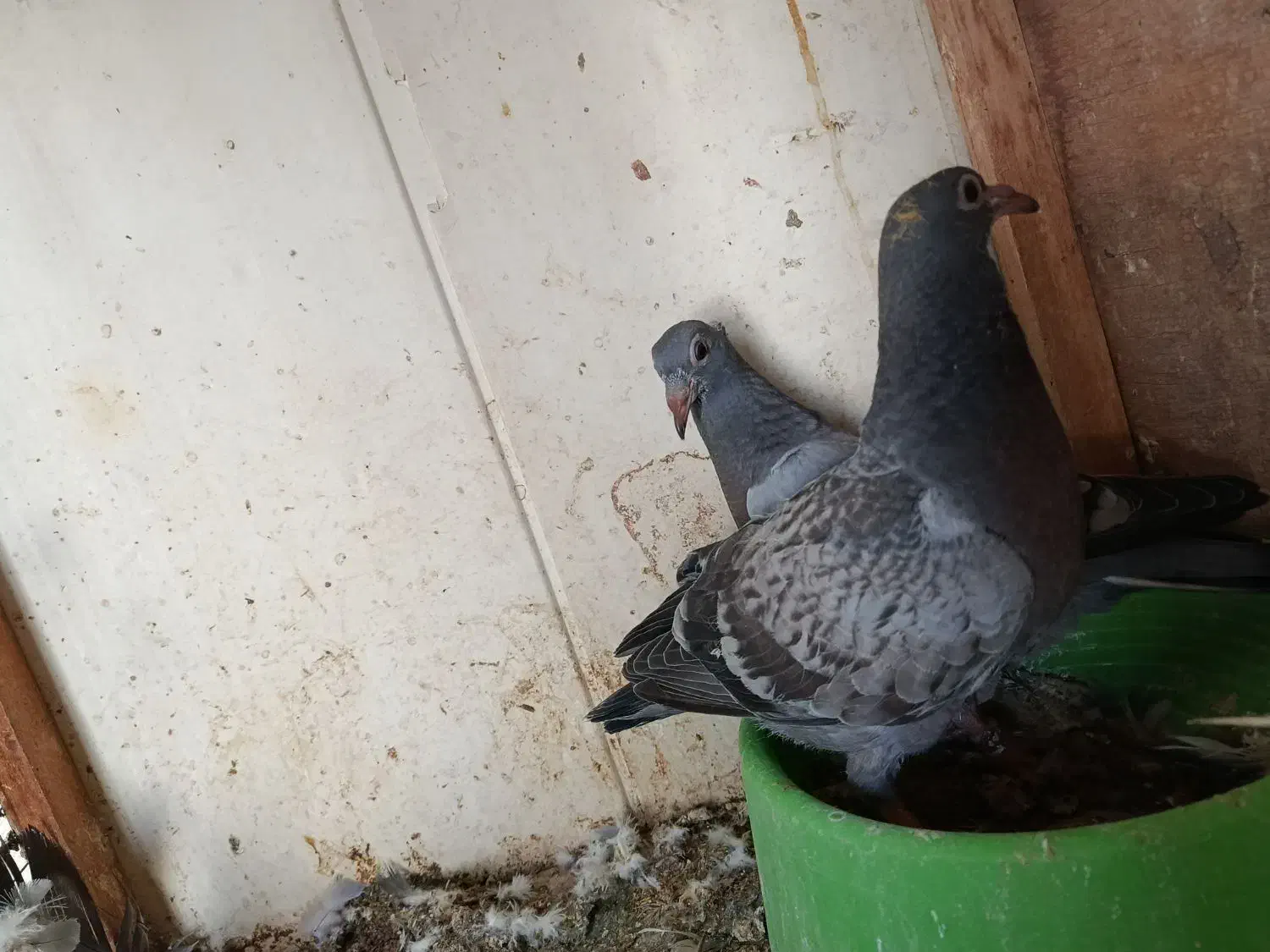 جوجه پلاکی کبوتر|پرنده|سعدآباد, |دیوار