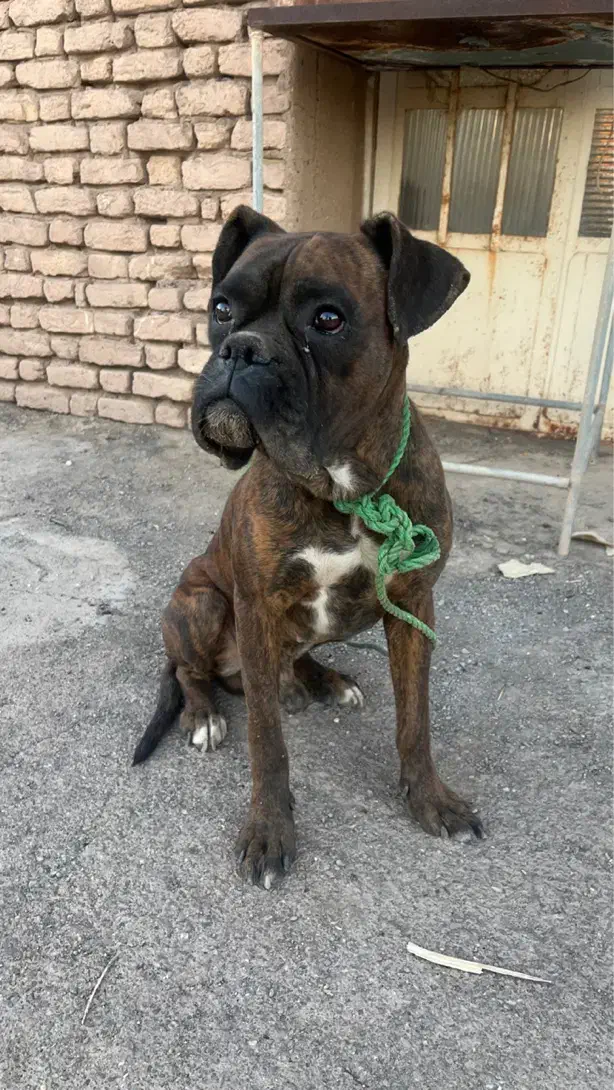 سگ باکسر|سگ|مشهد, ادیب نیشابوری (شهرک غرب)|دیوار