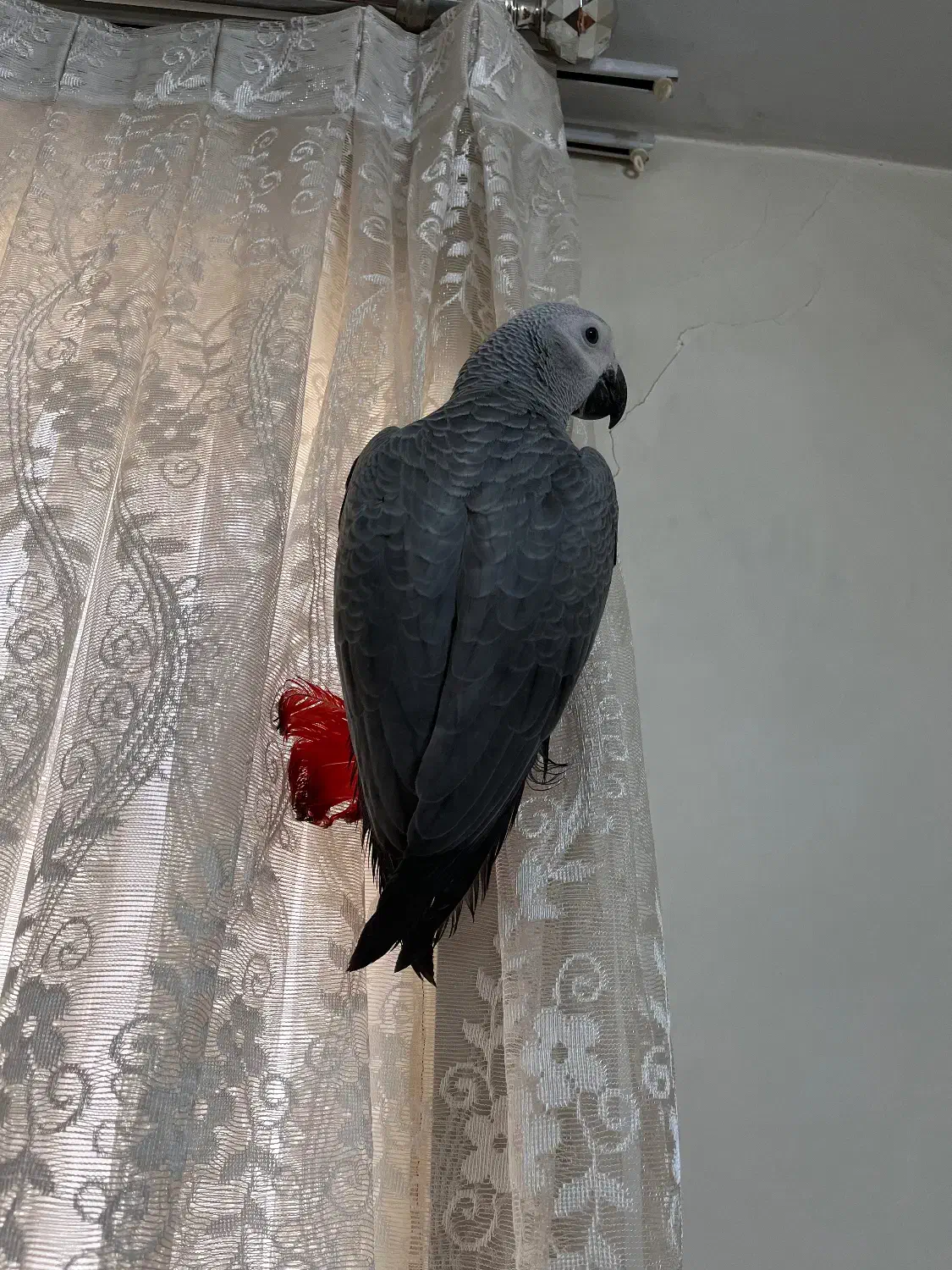 جوجه کاسکو دونخور|پرنده|شهریار, شهریار|دیوار