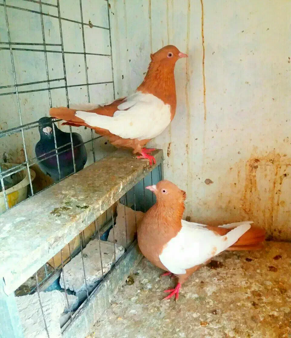 کفتریا کبوتر سینه ای زرد سرخ جوجه|پرنده|ری, شهرک نظامی|دیوار