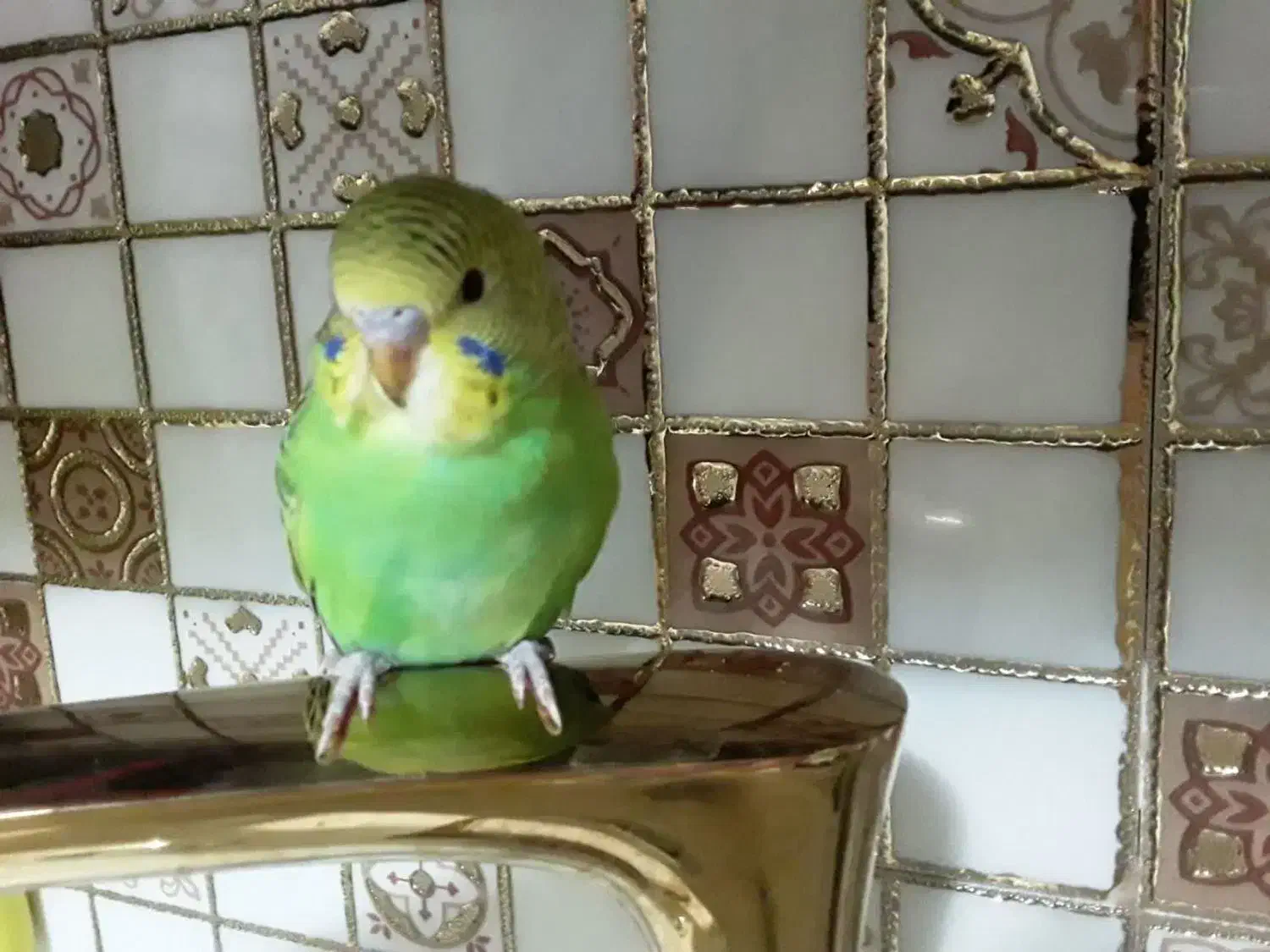 مرغ عشق|پرنده|آستانه اشرفیه, |دیوار