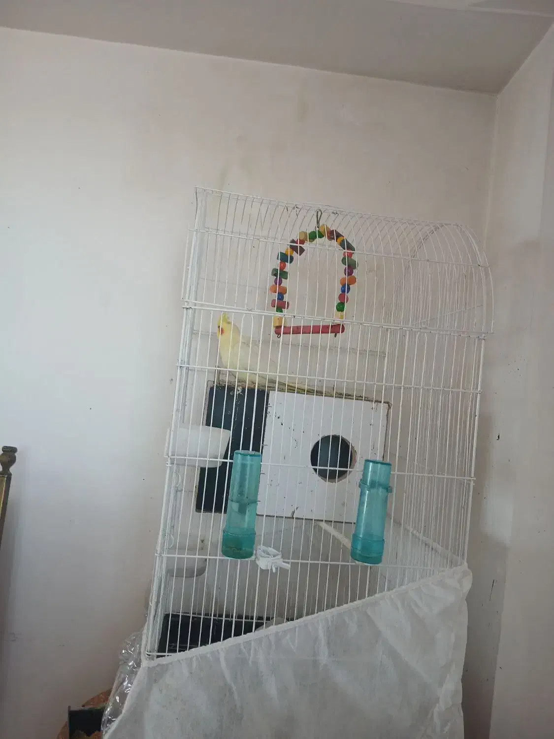 عروس هلندی به همراه ۴ تا تخم|پرنده|اسفراین, |دیوار