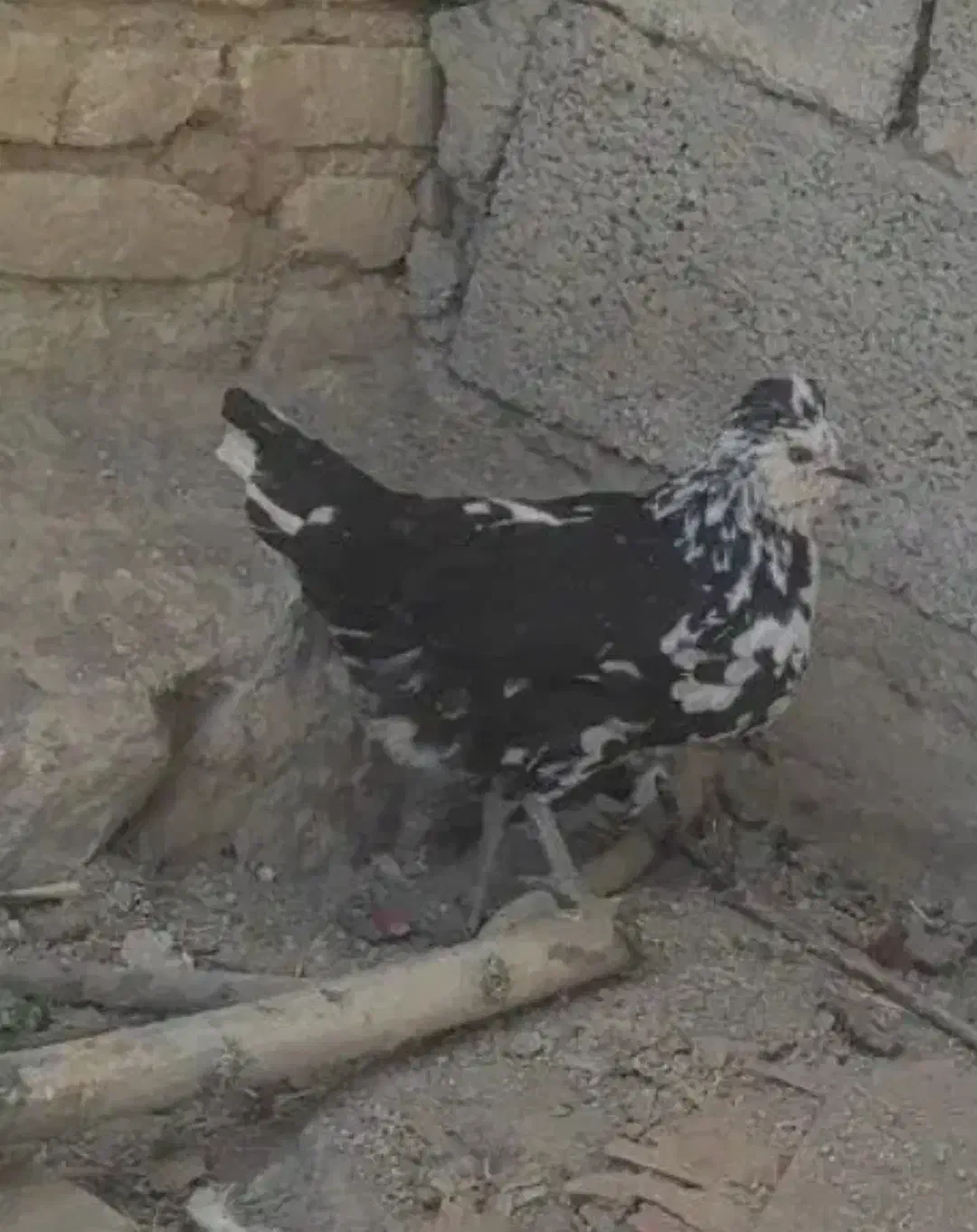 ...|حیوانات مزرعه|فارسان, |دیوار