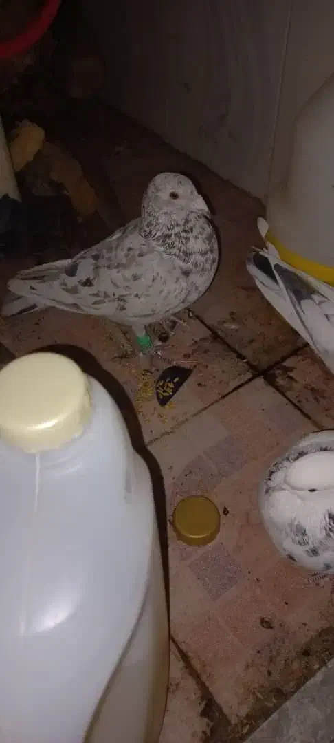 جفت پرشی با سرور ماوضه با طوقی نر|پرنده|ایذه, |دیوار