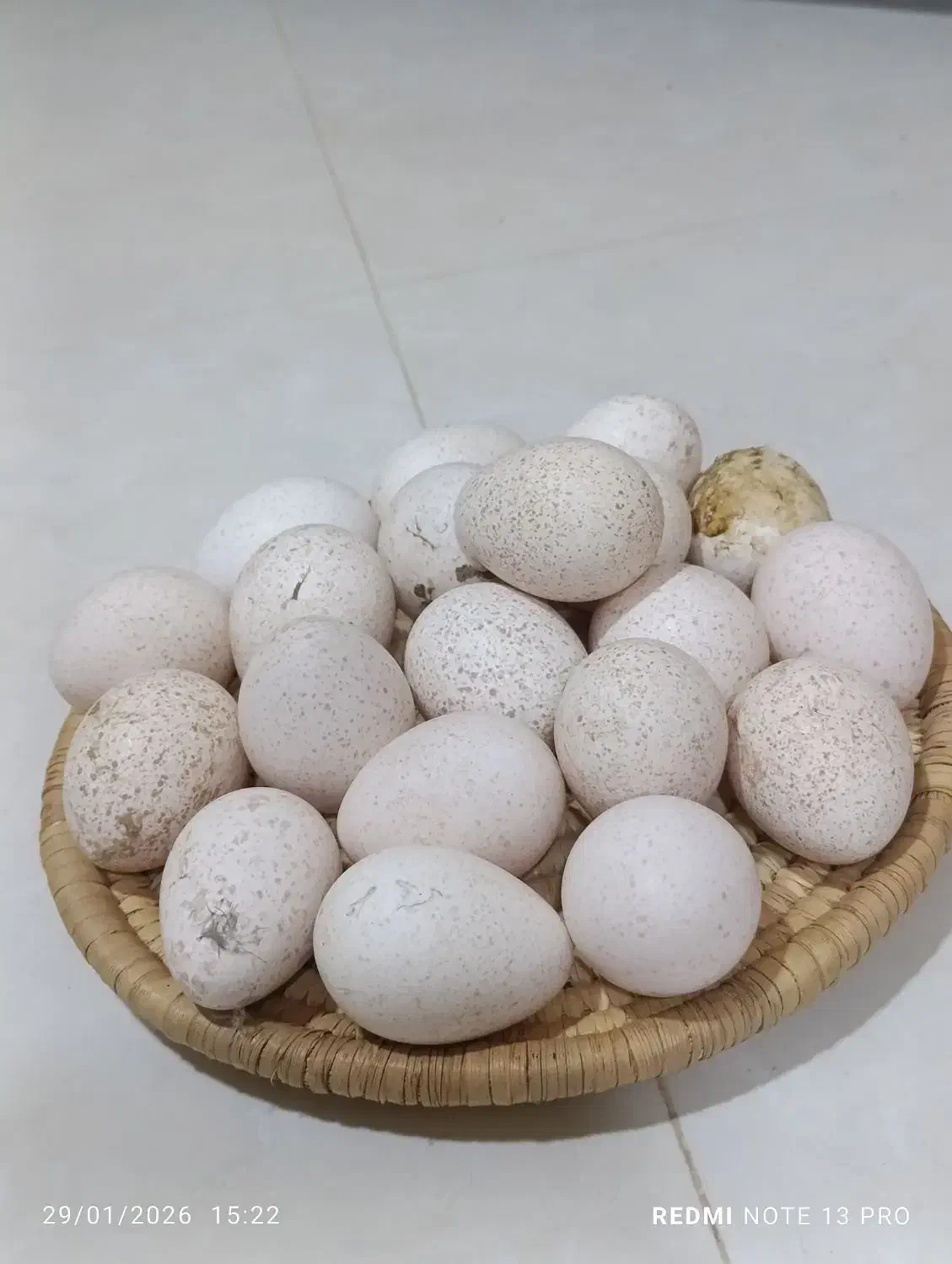 تخم بوقلمون|حیوانات مزرعه|بجنورد, |دیوار