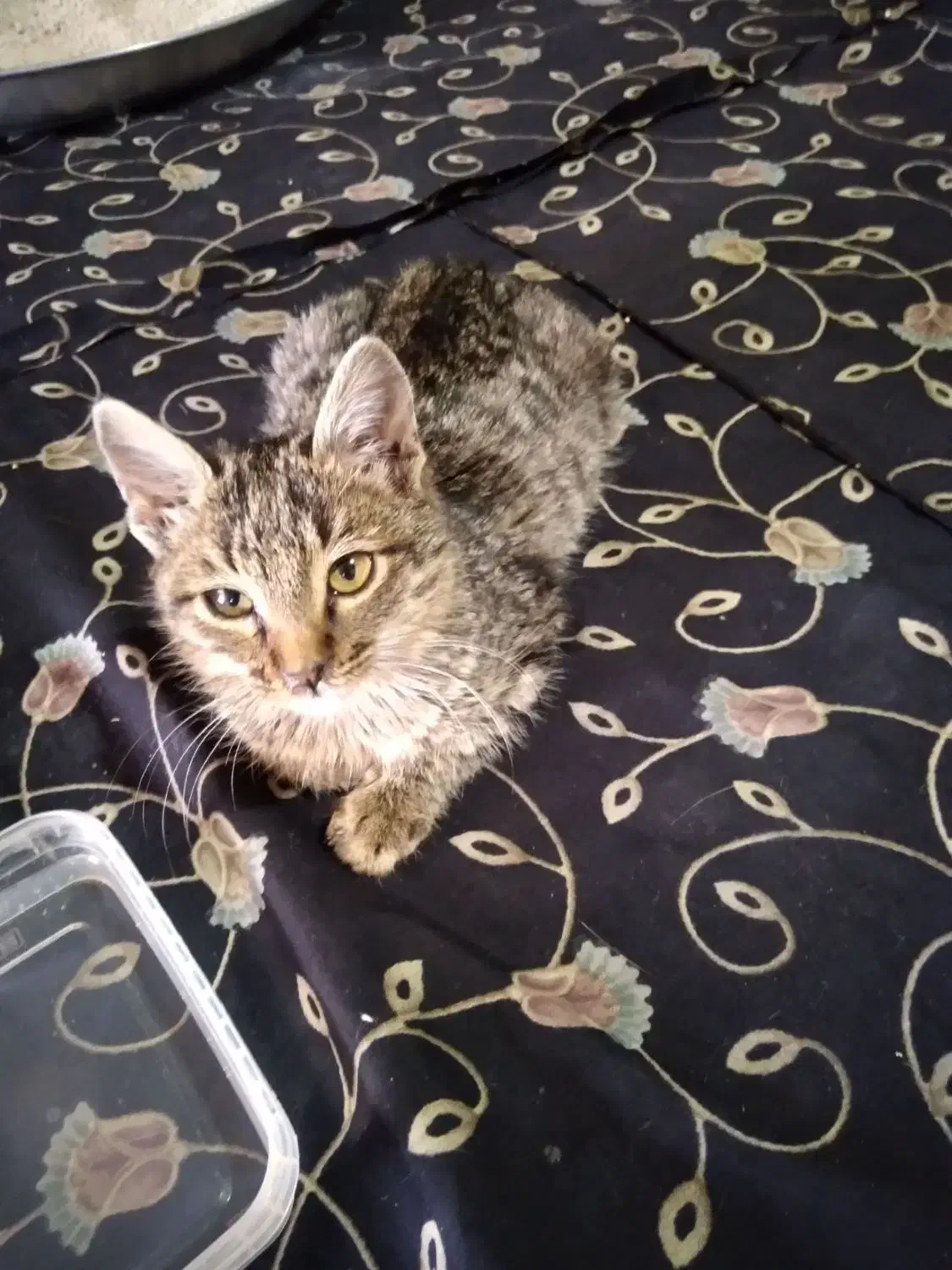 واگذاری|گربه|محمدیه-قزوین, |دیوار