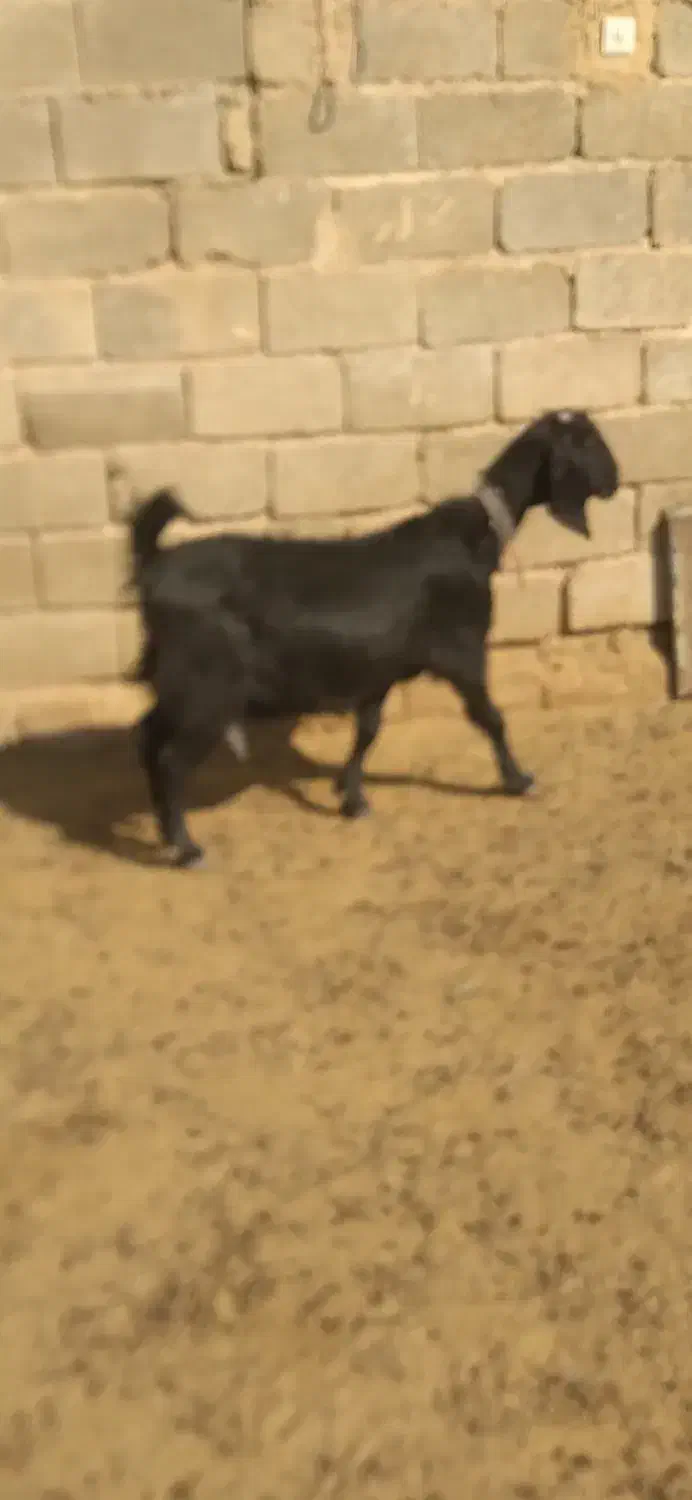 میش بز بره وکهره.قوچ .دبر|حیوانات مزرعه|شیراز, داریون|دیوار