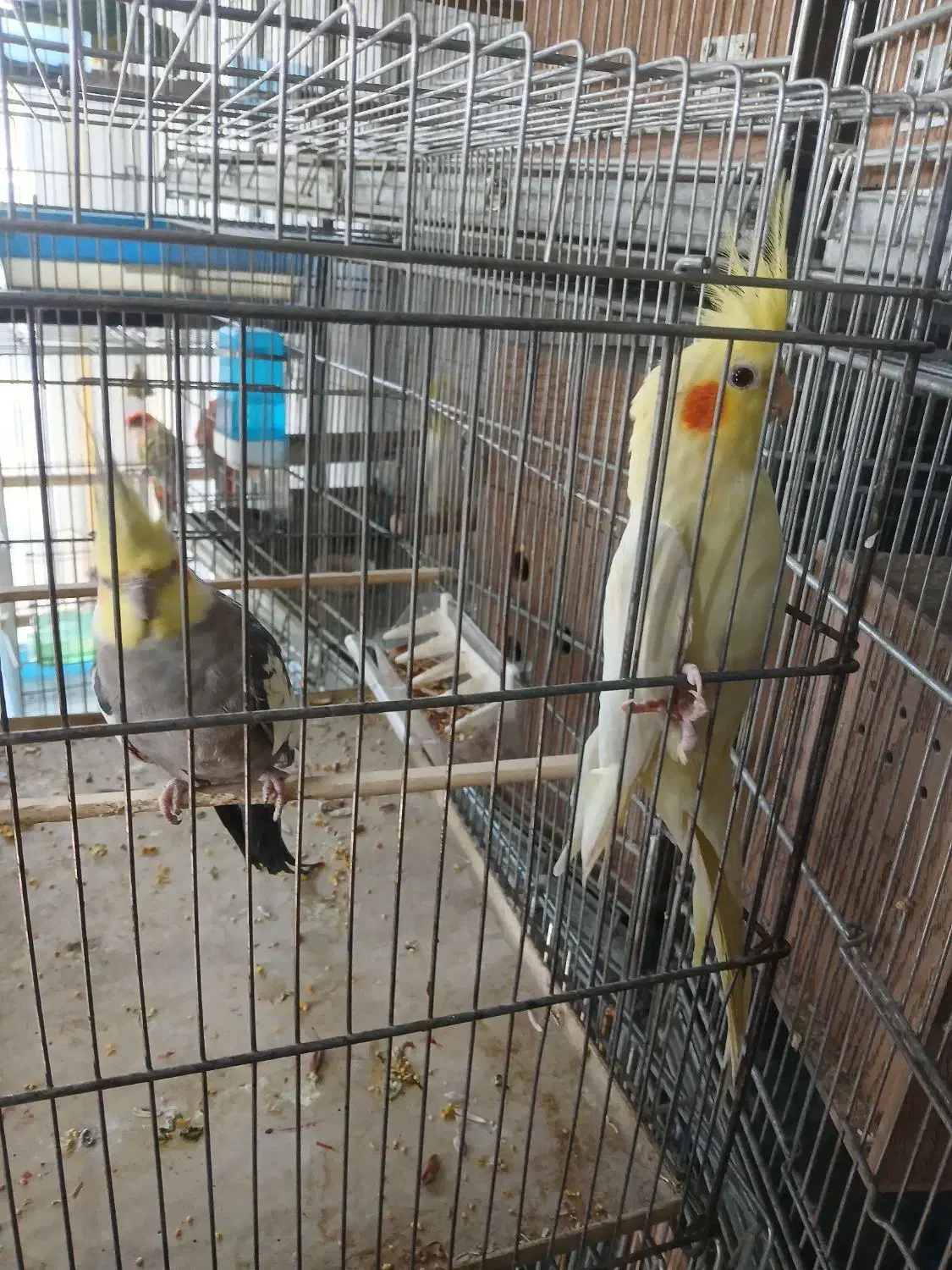 عروس هلندی|پرنده|ری, علایین|دیوار