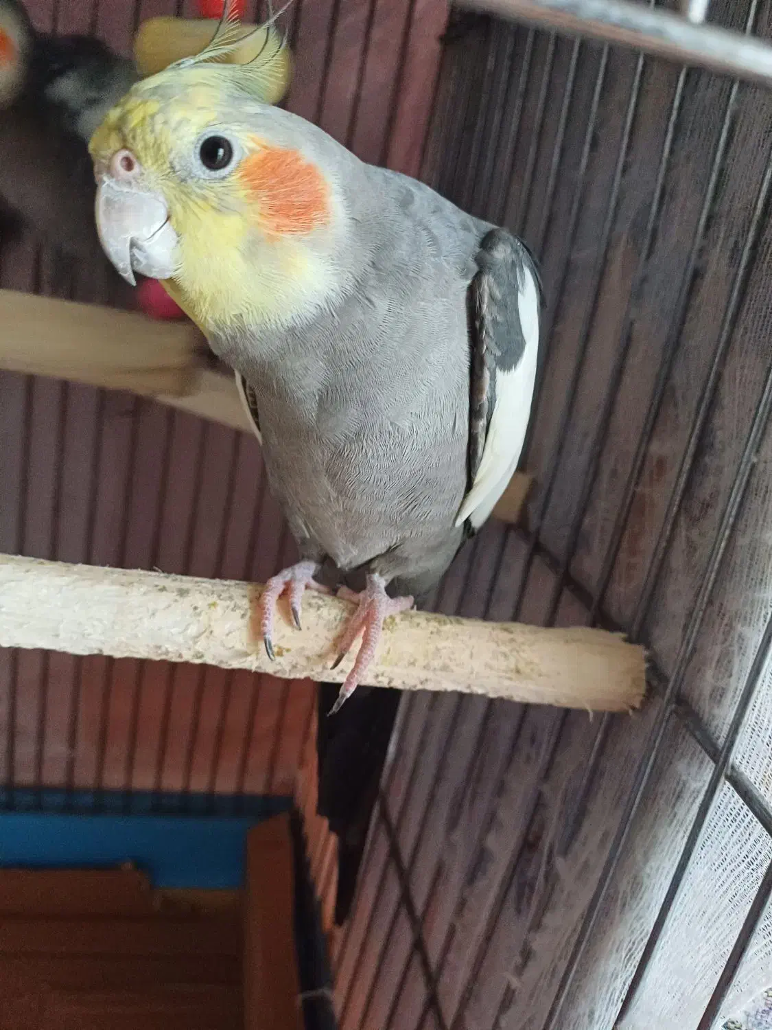 عروس هلنی نر|پرنده|رودسر, |دیوار