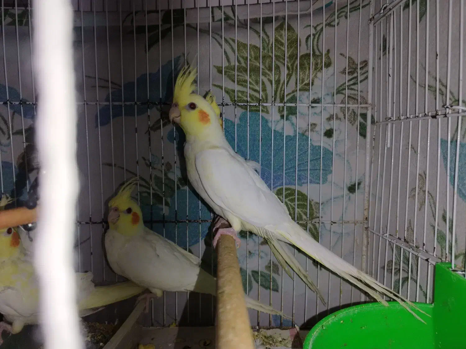 طوطی هلندی لوتینو|پرنده|بابل, |دیوار