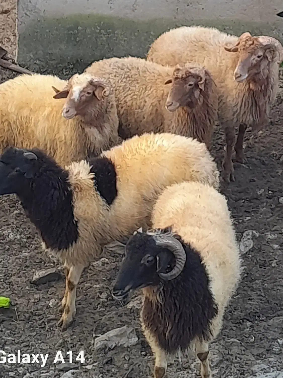 بره های نر فروشی مخصوص قربانی و داشتی و قصابی|حیوانات مزرعه|سیاهکل, |دیوار