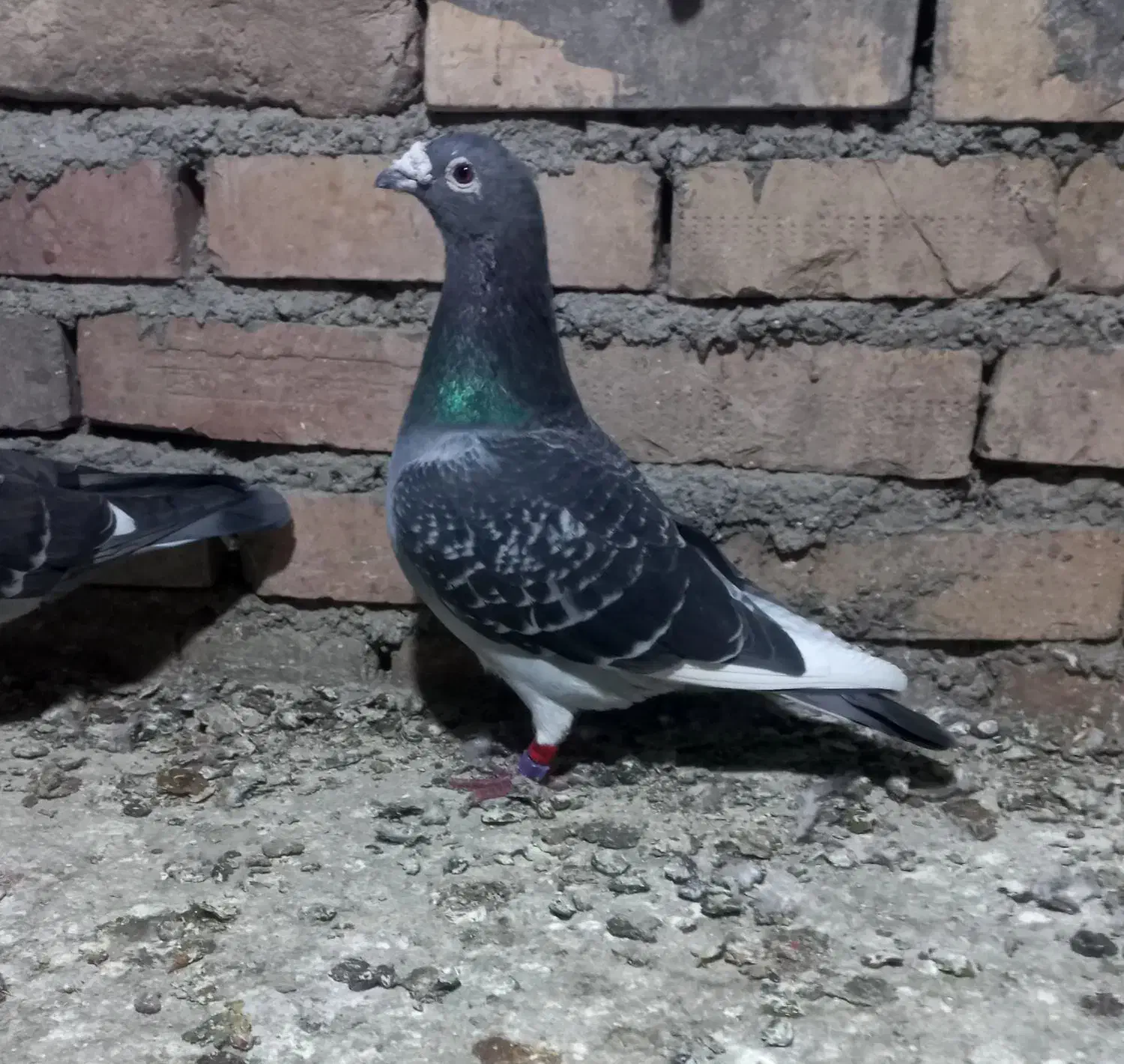 مسافتی پر غلط|پرنده|نگین شهر, |دیوار