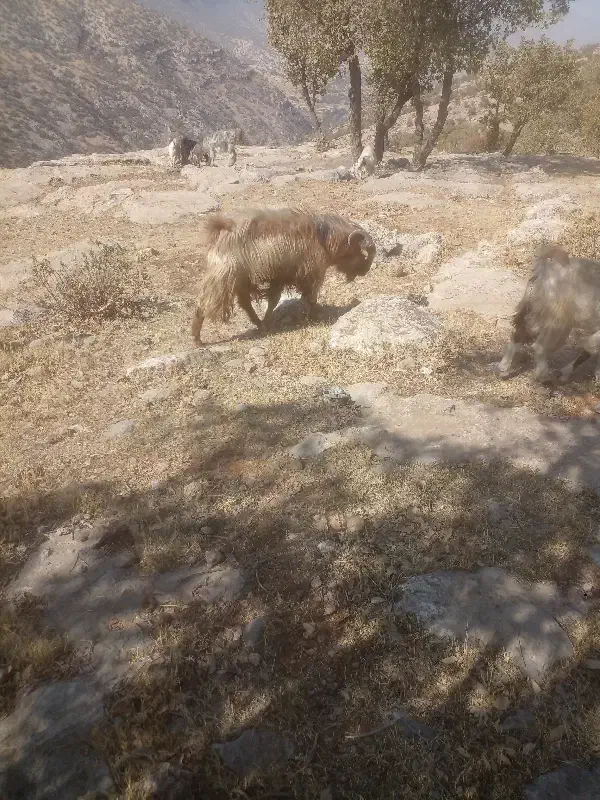 سلام کره نر برای فروش|حیوانات مزرعه|سمیرم, |دیوار