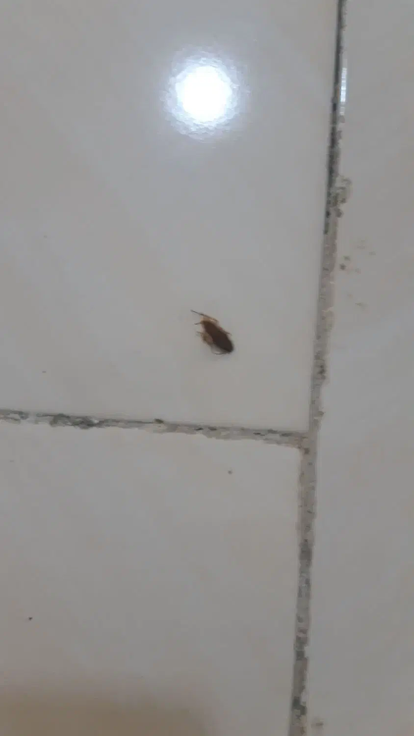 محلول سوسک کش تضمینی|لوازم نظافت|بندرعباس, |دیوار