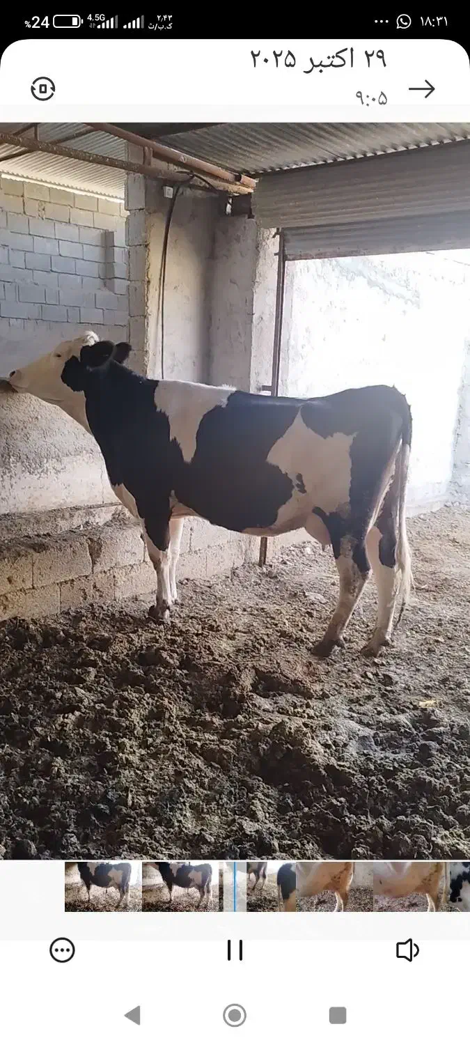 فروش دوراس گاو شیری یک راس گوساله|حیوانات مزرعه|رستم, |دیوار
