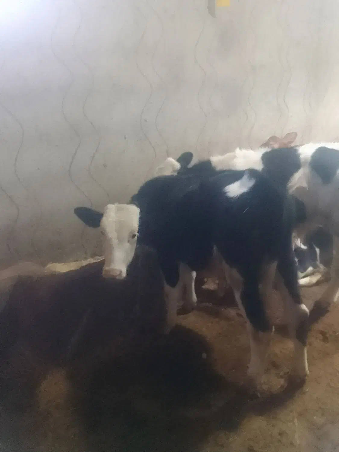 سه عدد گوساله نر|حیوانات مزرعه|هریس, |دیوار