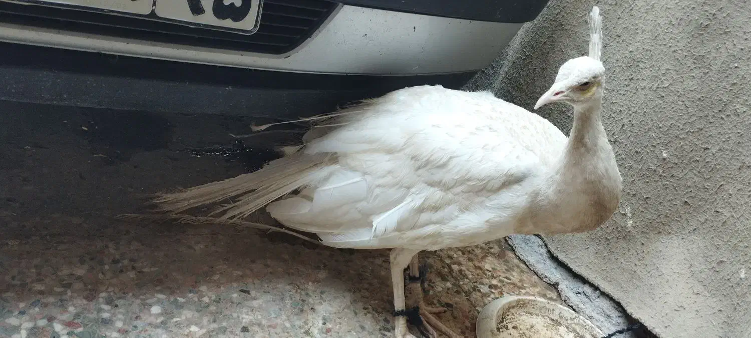 طاووس سفید مصری|پرنده|ایرانشهر, |دیوار