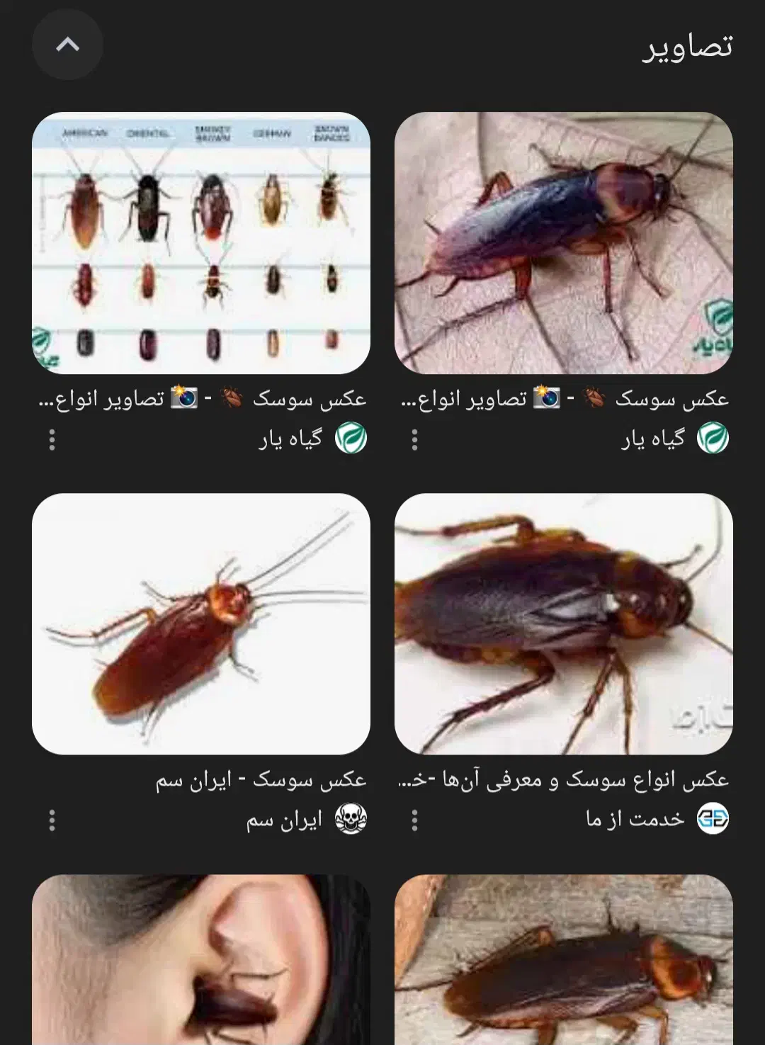 از بین بردن سوسک وحشرات موزی به صورت تضمینی|خدمات نظافت|کوهدشت, |دیوار