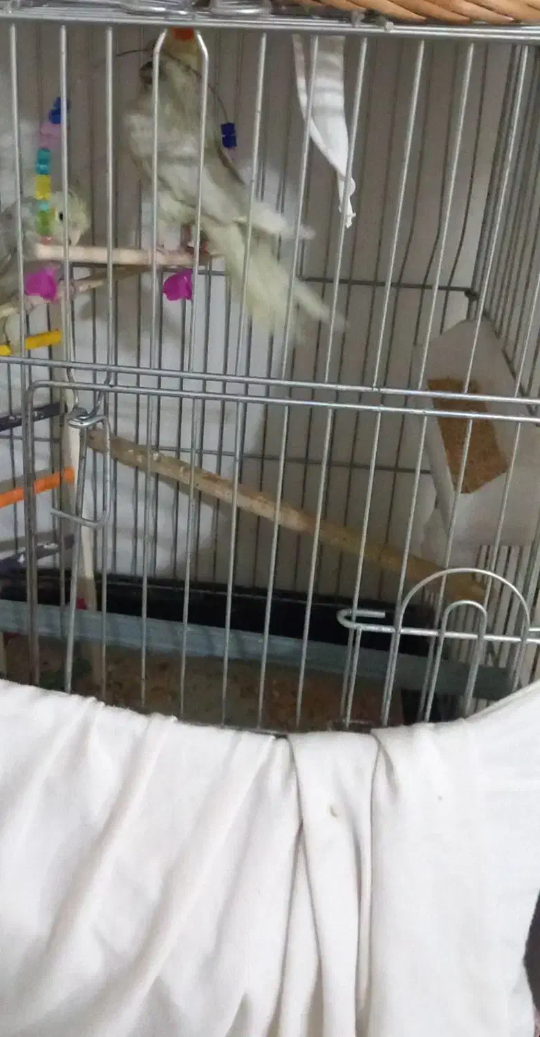 یه جفت عروس هلندی  نر و ماده عدد فنج بنغالی|پرنده|قزوین, |دیوار