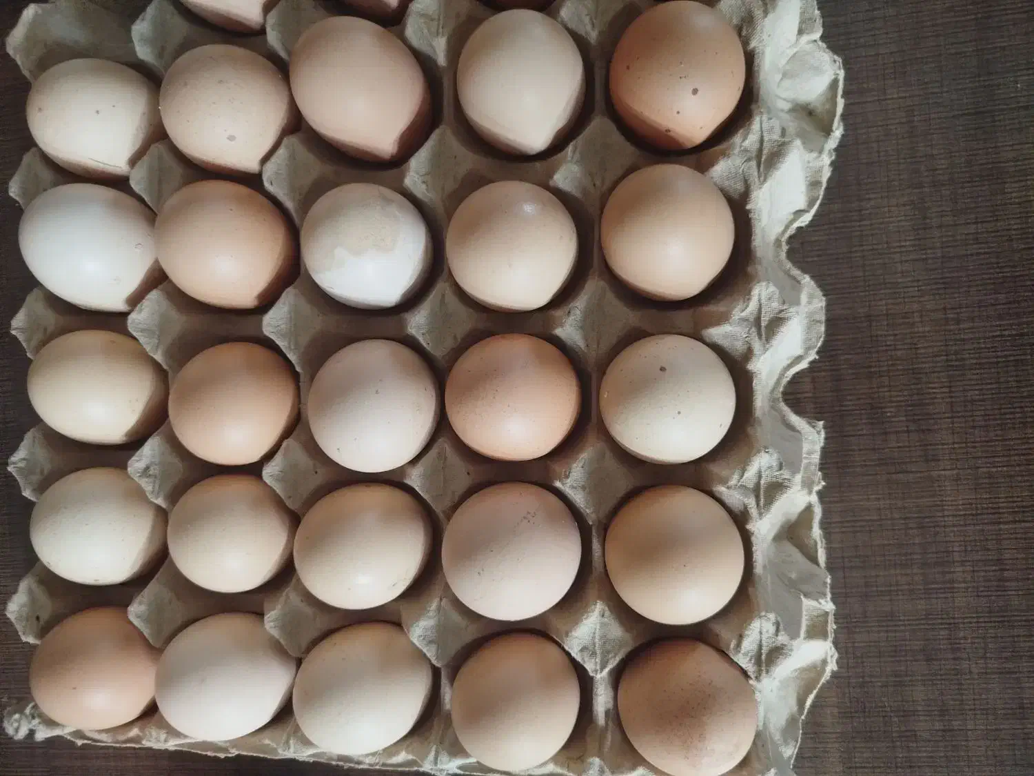 تخم مرغ نژاد پیلموت راک|حیوانات مزرعه|دالخانی, |دیوار