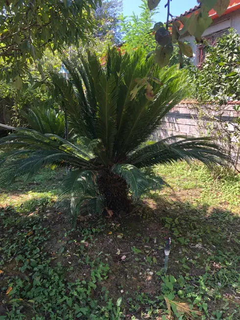 دو عدد سیکاس بزرگ|خدمات باغبانی و درختکاری|نوشهر, |دیوار