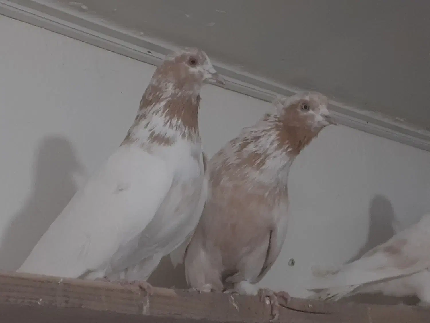 کفتر۲۱نروماده عالی جنس پرشی یکی ازیکی بهتریکجافقط|پرنده|تهران, شهرک رضویه|دیوار