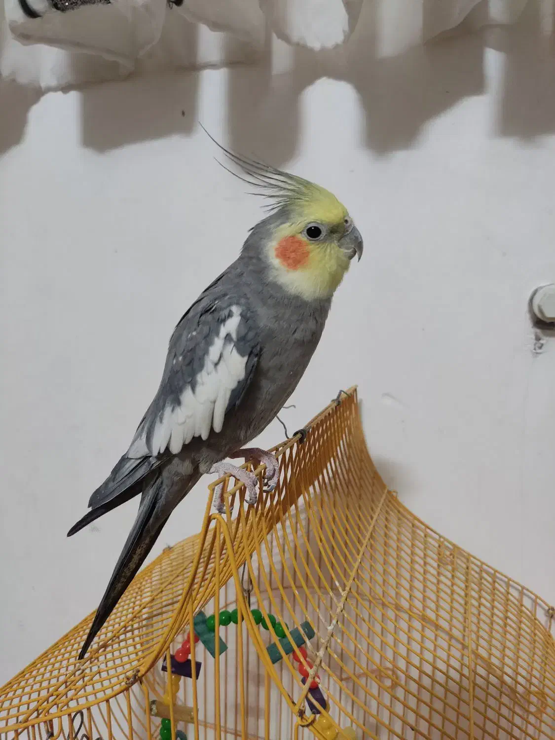 عروس هلندی|پرنده|بیرجند, |دیوار