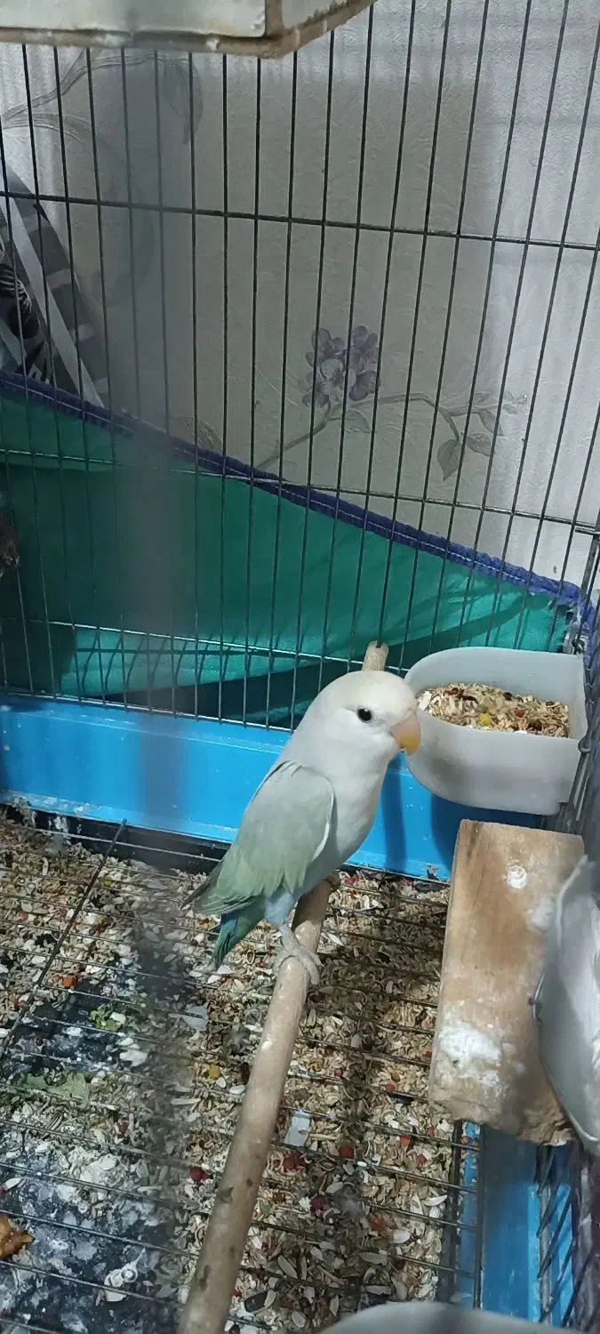 طوطی های برزیلی|پرنده|اردبیل, |دیوار