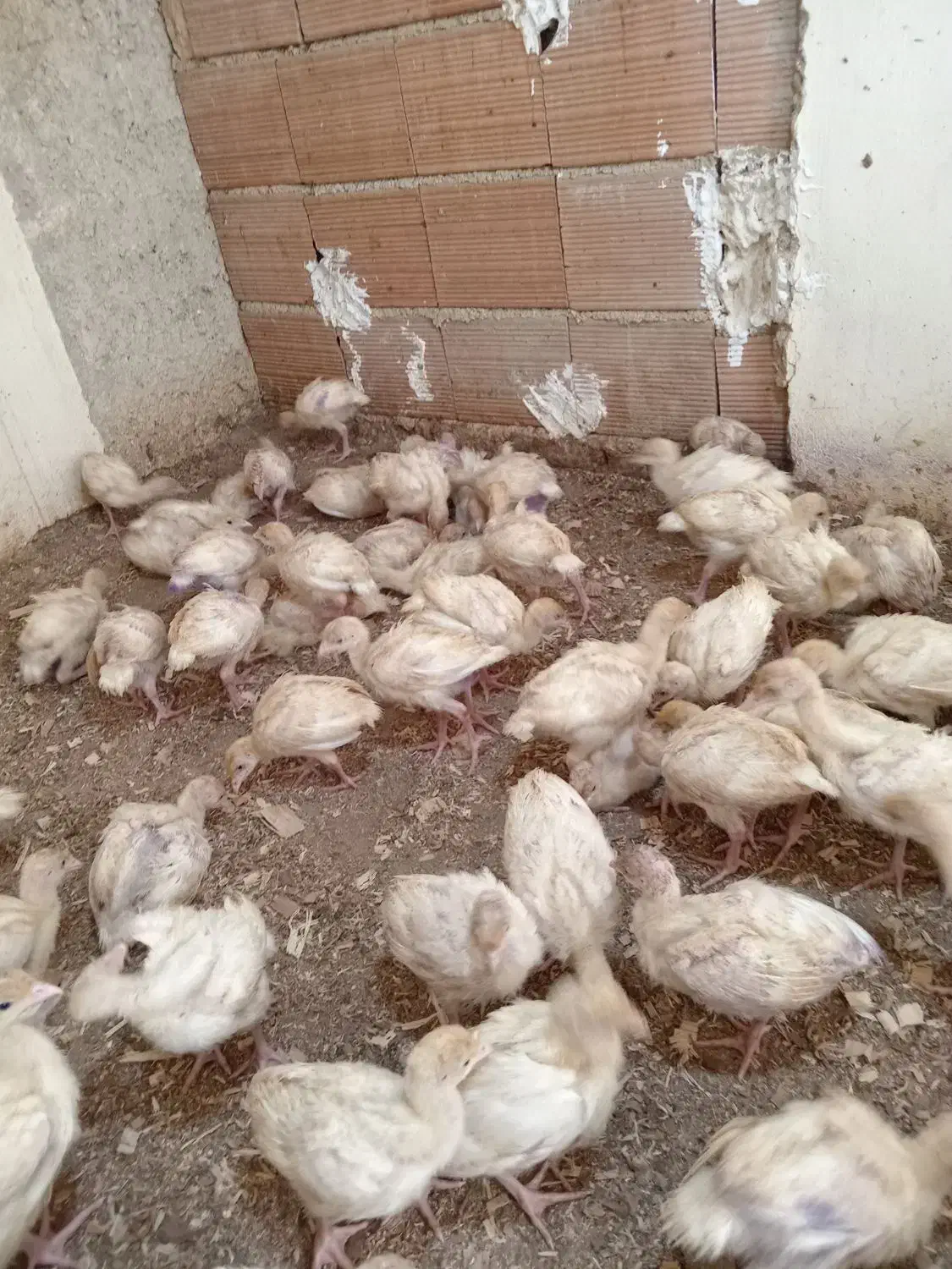 جوجه بوقلمون بیوتی گوشتی|حیوانات مزرعه|بهشهر, |دیوار