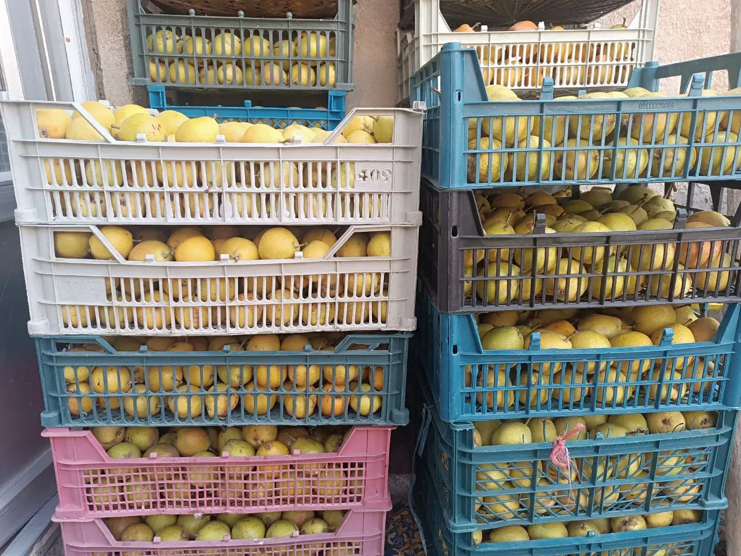 فروش گلابی شیروان|خوردنی و آشامیدنی|مشهد, شهید علی محمدی|دیوار