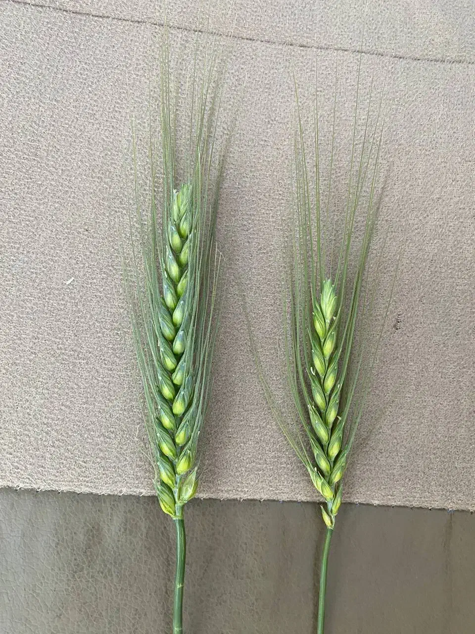 کود مایع هیومیک برند سبوسیب بمب بذرمال|خدمات باغبانی و درختکاری|دهگلان, |دیوار