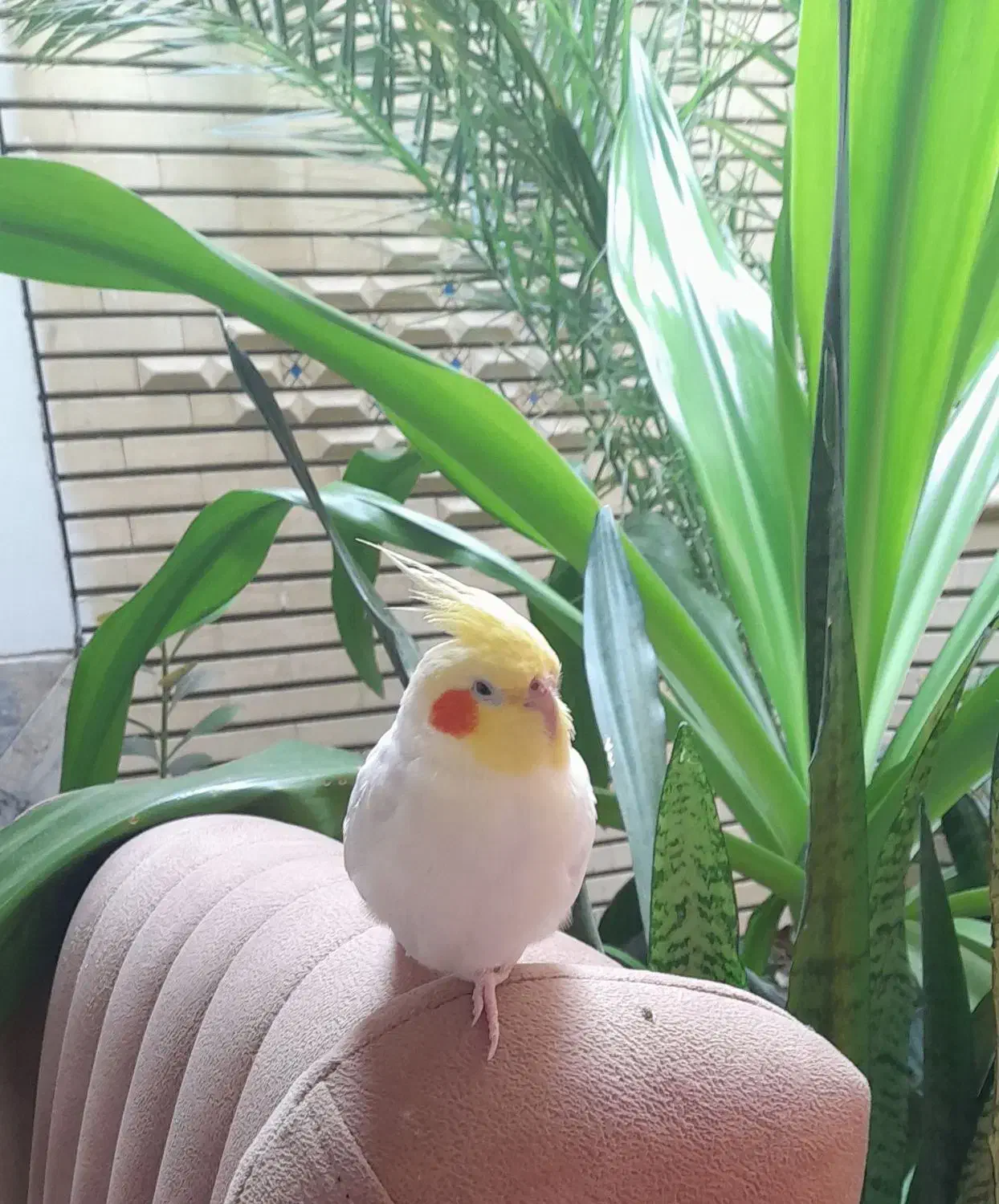 عروس هلندی گمشده|حیوانات|تیران, |دیوار