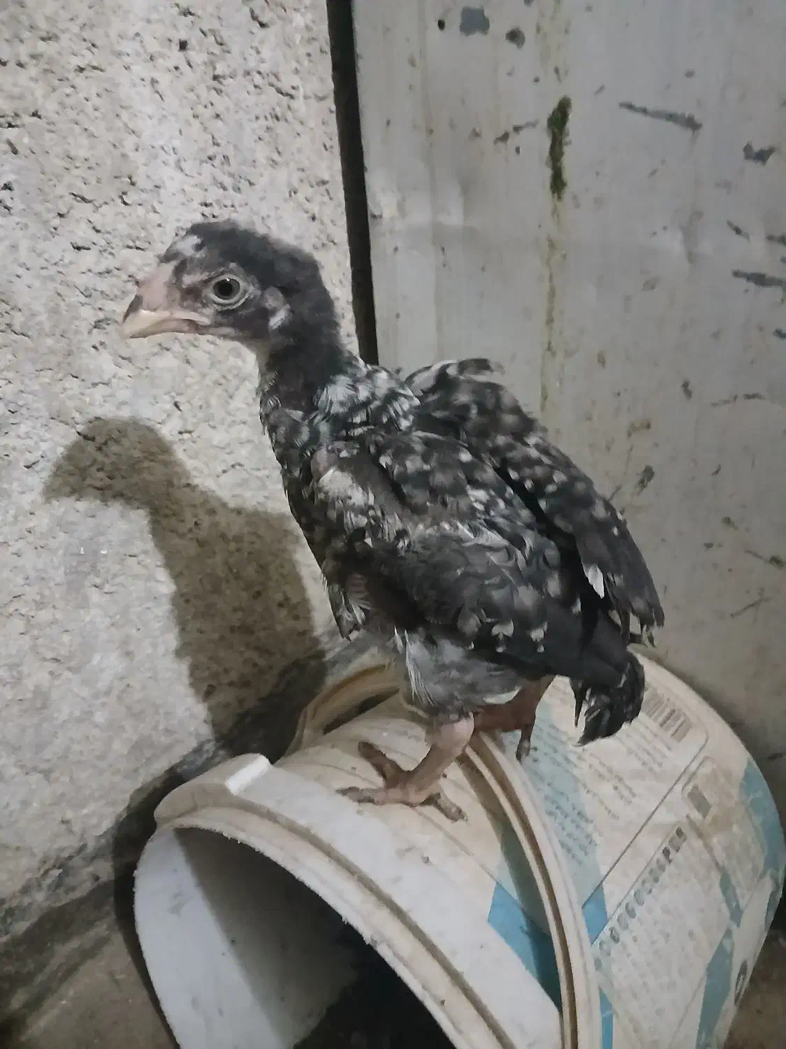 جوجه لاری|حیوانات مزرعه|شیراز, کوشک میدان|دیوار