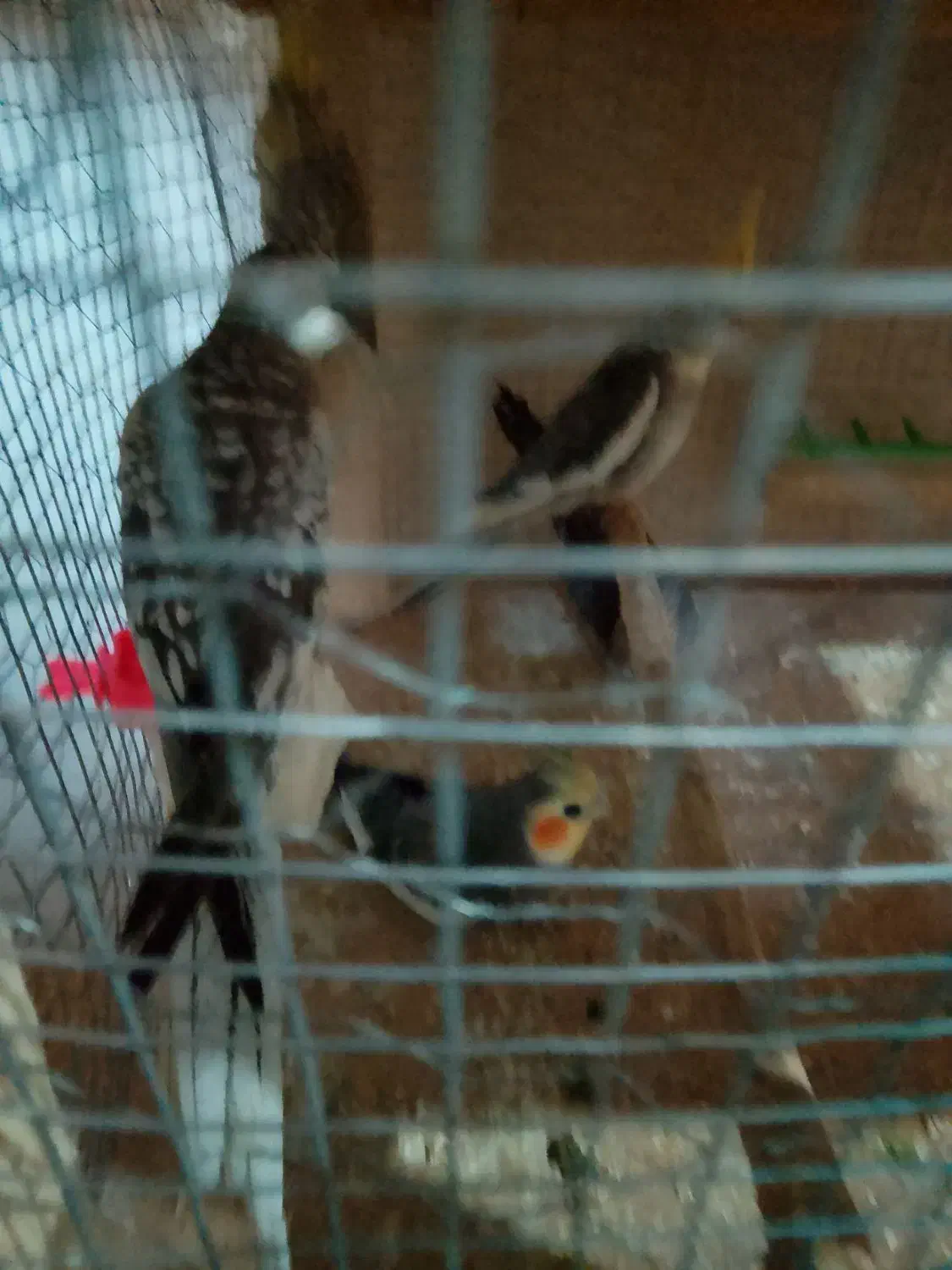 پرنده|پرنده|سنگان, |دیوار