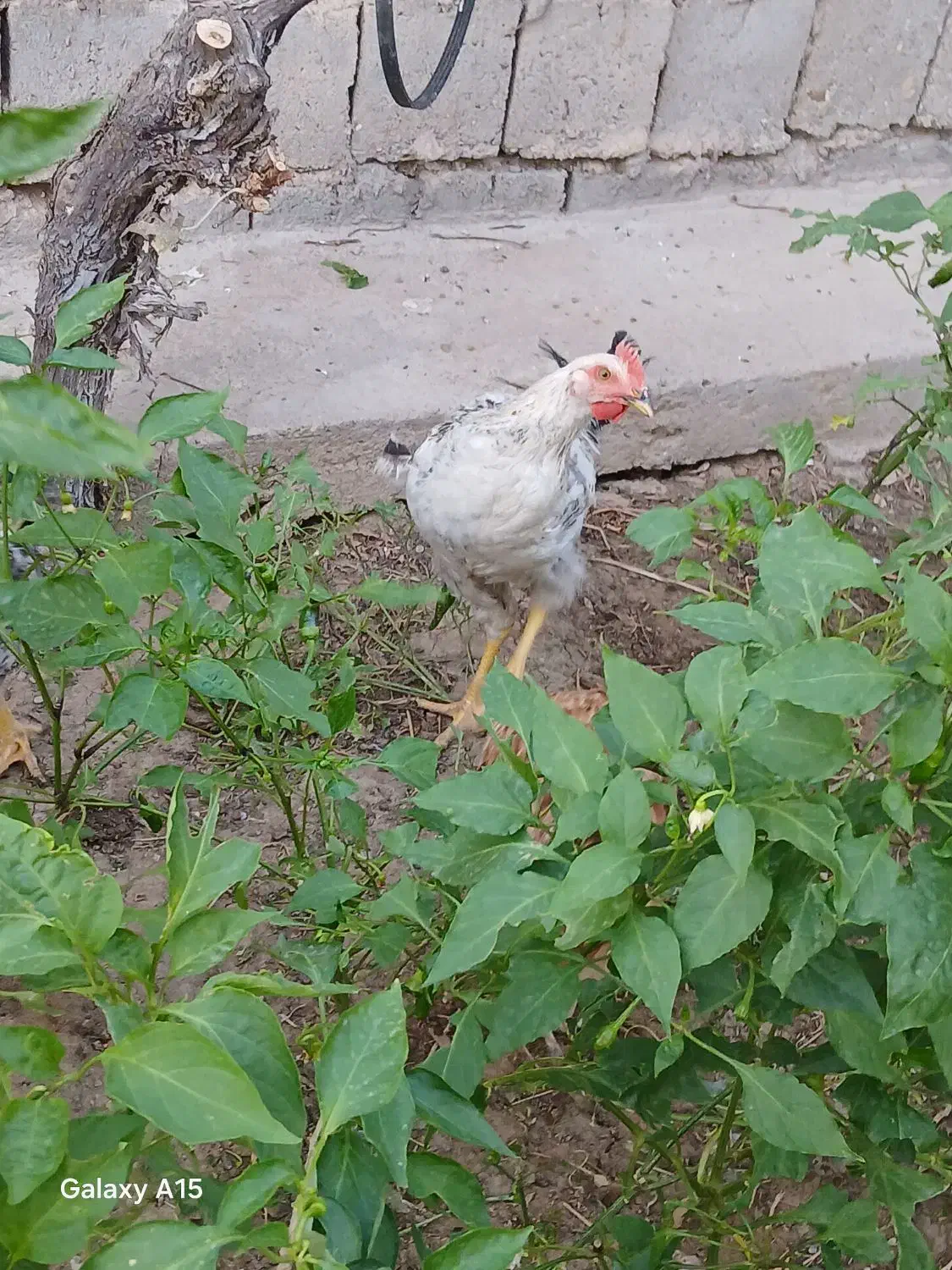 دو عدد جوجه|حیوانات مزرعه|لیلان, |دیوار