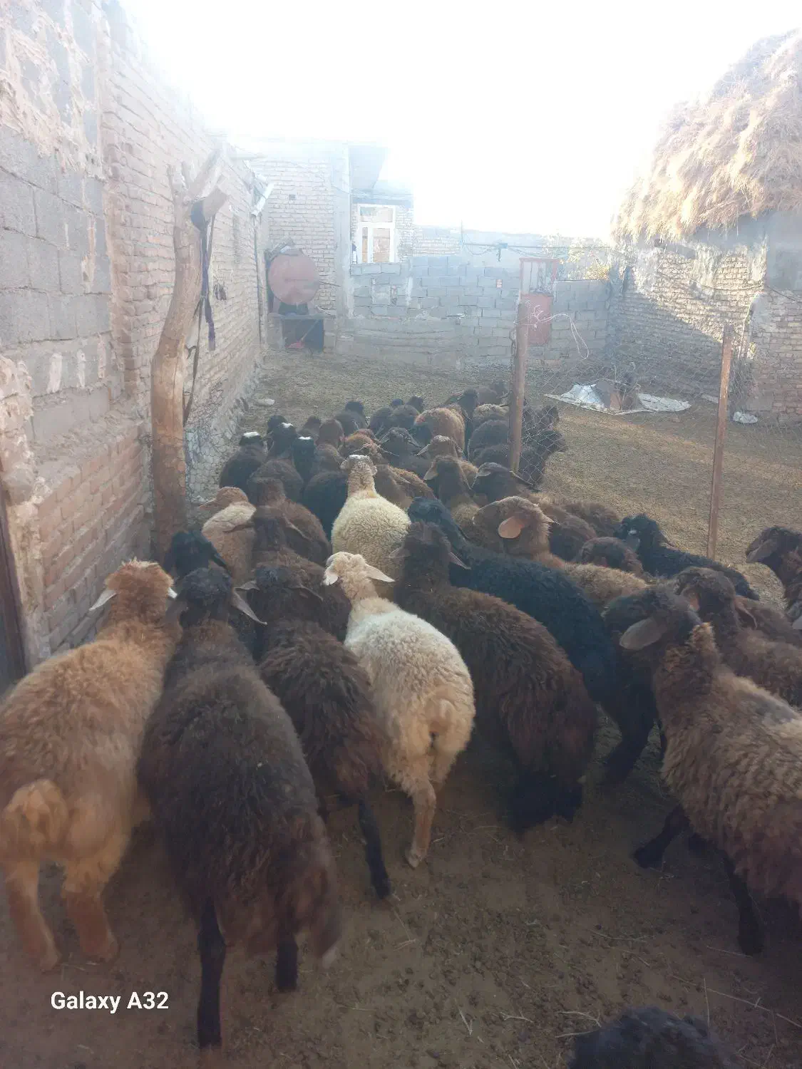 بره نر و ماده|حیوانات مزرعه|هریس, |دیوار