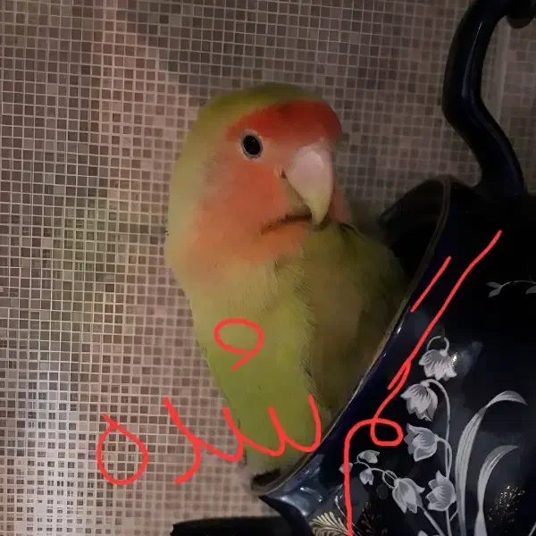 طوطی برزیلی۶ ماهه گمشده مژدگانی بسیاربالا|حیوانات|اندیشه, شهرک مریم|دیوار