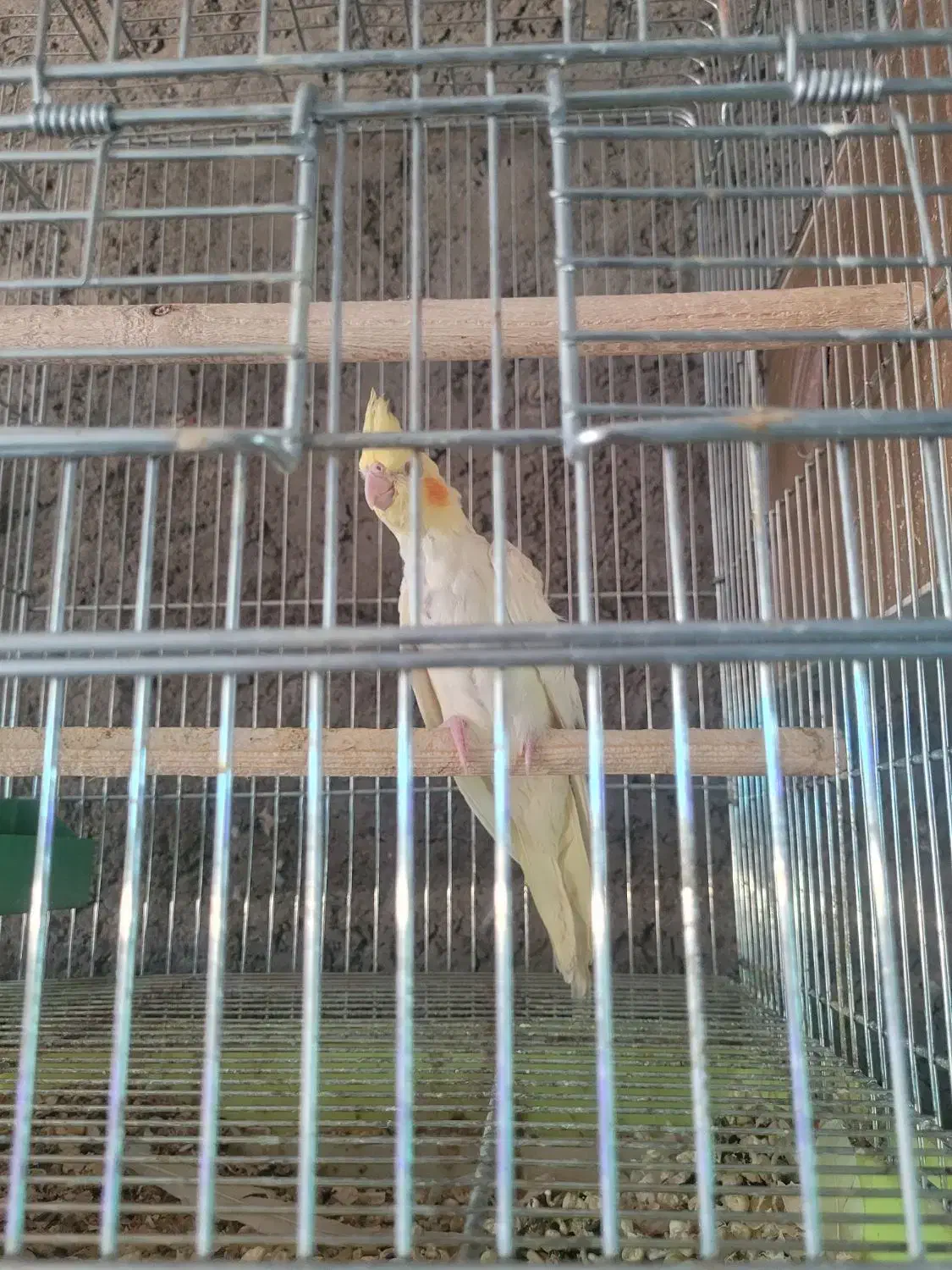 عروس هلندی|پرنده|کوهبنان, |دیوار