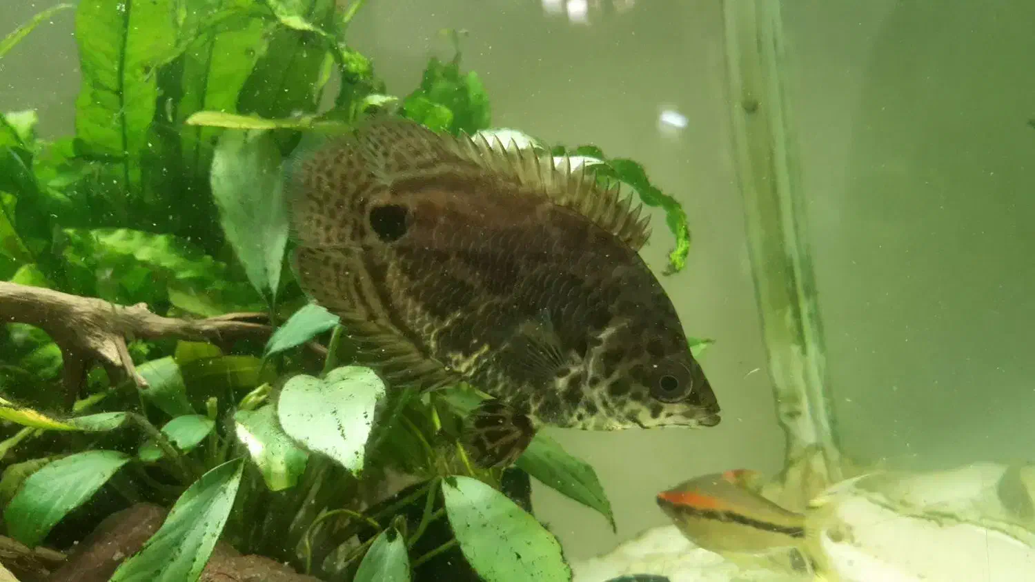 گورامی برگی|ماهی|رشت, اسماعیل آباد|دیوار