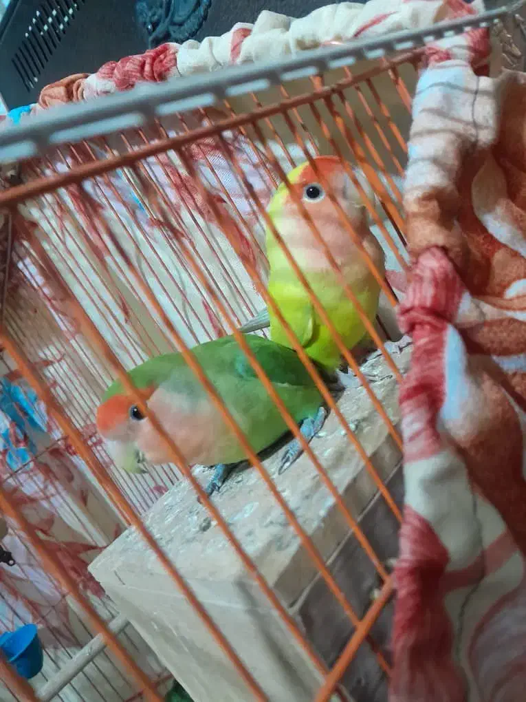 طوطی برزیلی نرو ماده|پرنده|تهران, خاوران|دیوار